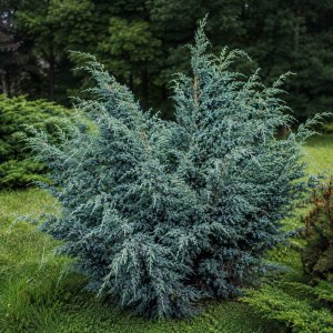 Borievka čínska (Juniperus chinensis) ´BLUE ALPS´ - výška 30-50 cm, kont. C3L 